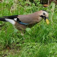 Сойка и печенье... :: Николай Саржанов