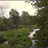 Зарастаем... :: Aleksandr Gal