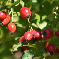 Москва. Сентябрь в Ботаническом... :: Наташа ***** Москва. Сентябрь в Ботаническом... :: Наташа *****