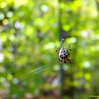 О паутинках бабьего лета.... :: Андрей Заломленков О паутинках бабьего лета.... :: Андрей Заломленков
