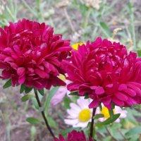 А у нас во дворе... :: Андрей Заломленков