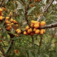 Осенний мотив, облепиха. :: Lucy Schneider 