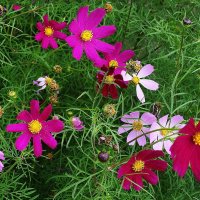 Космея :: Рита Симонова