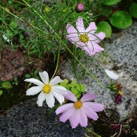 Космея :: Рита Симонова Космея :: Рита Симонова