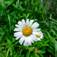 Капли на ромашке :: Владимир Иванович