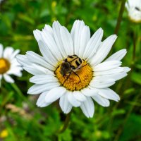 Сладкое любят все :: Владимир Иванович