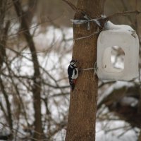Дятел на обеде :: Дмитрий Курский 