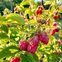 Малина :: Дмитрий Курский 