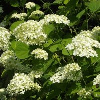 Гортензия :: Freddy 97