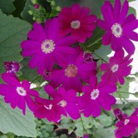 ЦИНЕРАРИЯ :: СЕРГЕЙ ФИЛОЧКИН