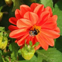 На георгине :: Светлана 