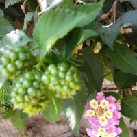 113 (129) :: CLOSE WAYS ALL