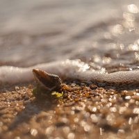 Осенний исход черноморской рапаны. :: Анатолий Щербак