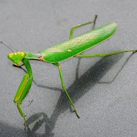 Богомол :: Владимир 