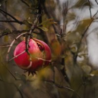 Осенние дары. :: Анатолий Щербак