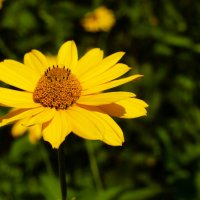 желтый в кадре :: Татьяна Ерохина