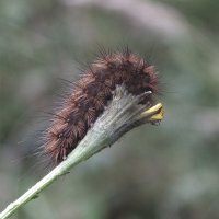 *** :: Зоя Мишина *** :: Зоя Мишина