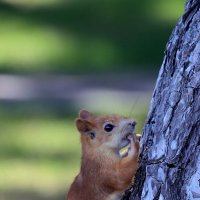 Умыться после угощения... :: Александр Кондаков