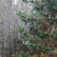 Сентябрьское утро :: Евгений Тарасов 