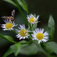 *** :: Надежда Куркина 