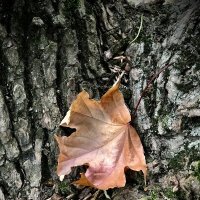 Послание осени… :: Любовь 