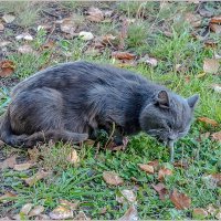 Диалоги о рыбалке :: Aquarius - Сергей