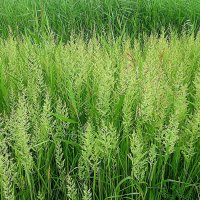 Злаковые травы :: Hope 
