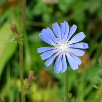 Осенние цветы :: Александр Чеботарь