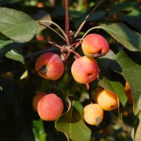 Ранетка :: Наиля Ранетка :: Наиля