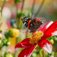 Сбор нектара :: Анатолий Шумилин