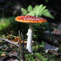 Мухомор :: Любовь Сахарова Мухомор :: Любовь Сахарова