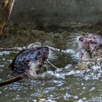 Выдры :: SanSan 