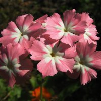 Красота :: Людмила Смородинская