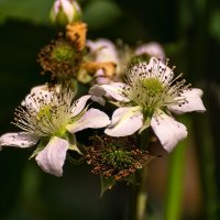 Ежевика :: Игорь Сикорский Ежевика :: Игорь Сикорский