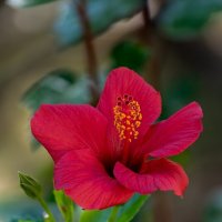 Гибискус :: Игорь Сикорский