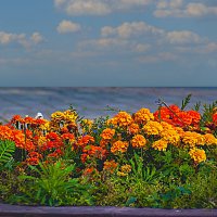 Осенний цвет :: Владимир Кроливец