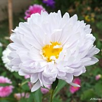 А у нас во дворе... :: Андрей Заломленков А у нас во дворе... :: Андрей Заломленков