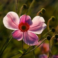 Доброе утро :: Юрий. Шмаков