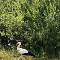 Аист на прогулке. :: Валерия Комова