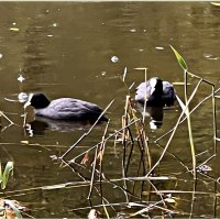 Лысухи. :: Валерия Комова