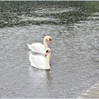 Дождь. Лебеди. :: Валерия Комова