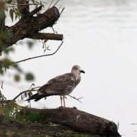 Насиженное место. :: Владимир Безбородов