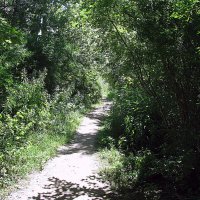 Тропинка. :: Владимир Драгунский