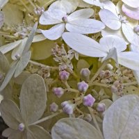 рождение гортензии :: ИРЭН@ .