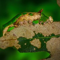 Гусеница бабочки Бражник тополёвый 1 :: Aleksey Afonin Гусеница бабочки Бражник тополёвый 1 :: Aleksey Afonin