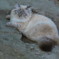 Серьёзный :: Валентин Семчишин