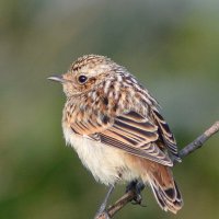 Луговой чекан :: Владислав Иопек Луговой чекан :: Владислав Иопек