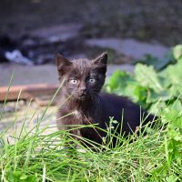 *** :: Владислав Левашов