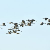 Журавли. :: Евгений Кузнецов