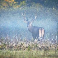 Утренний туман. :: Евгений Кузнецов